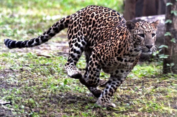 leopard-in-ranchi