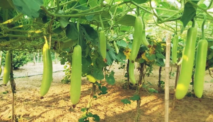 vegetables-bottlegourd-cultivation