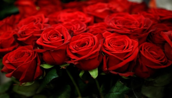 rose-day