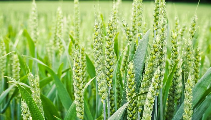 Wheat-crop 