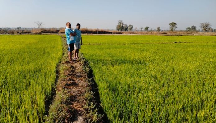 Outbreak-of-stem-borer-on-the-paddy-crop