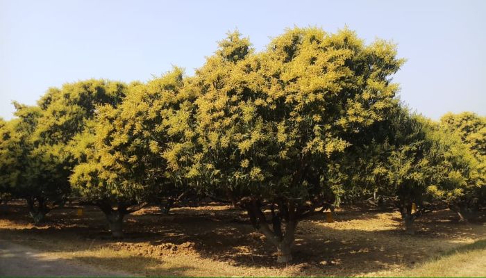 mango-tree