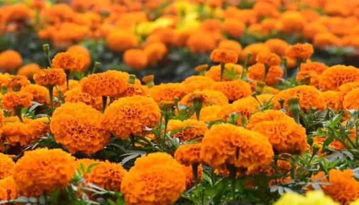 marigold-cultivation