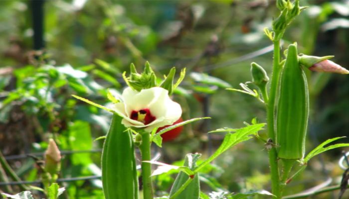 okra-cultivation