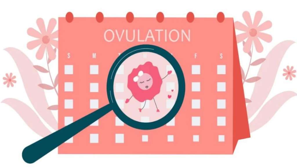 When does ovulation happen