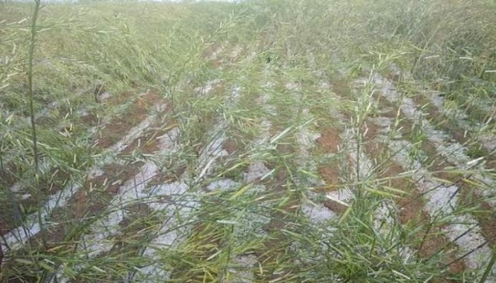 rabi-crops-ruin-in-rain
