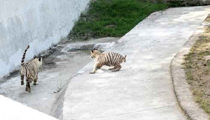 white tiger