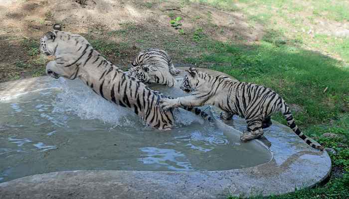 white tiger