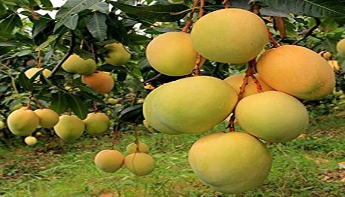 Koyalia-disease-in-mangoes