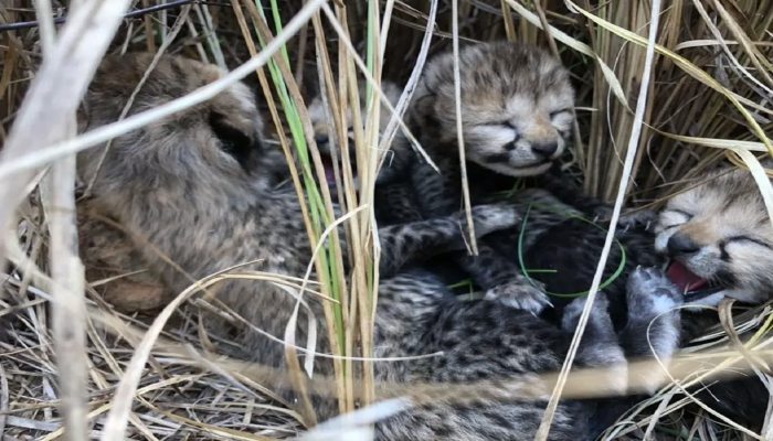 death-two-cub-kuno-national-park