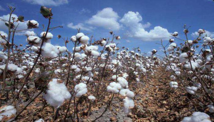 cotton-cultivation