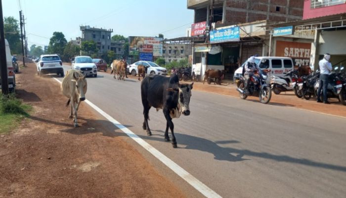 stray-cattle-on-road