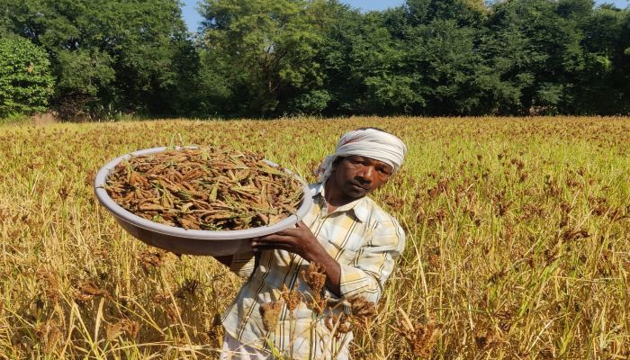 millets-cultivation