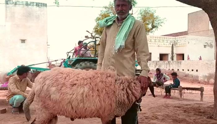  rajasthan-surdu-number-786-lamb