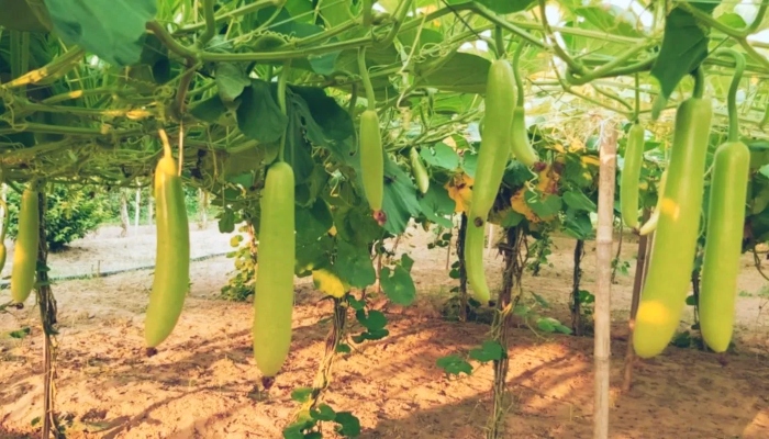 farming- bottle-gourd