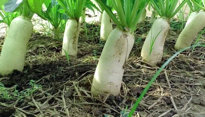 farming-radish