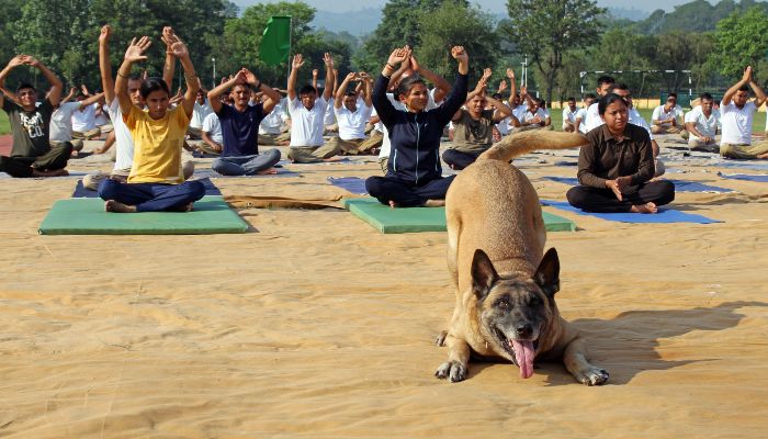 yoga-perform-with-dog-squad 