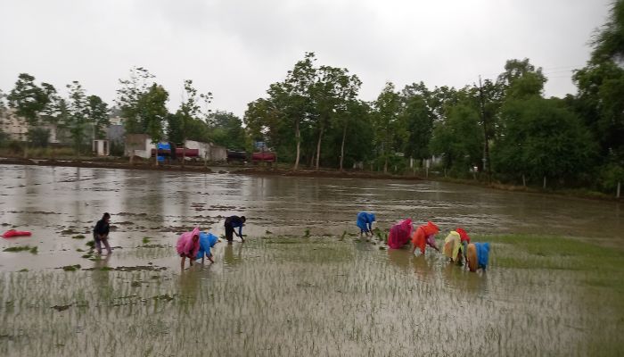 farmers-seeding-crops-after-rain-farming