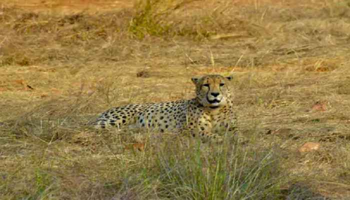 missing-female-cheetah-nirva-from-kuno