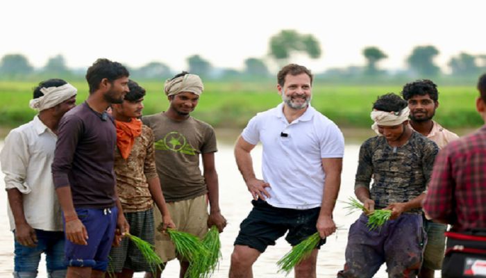 sonipat farmer rahul gandhi paddy transplanting 