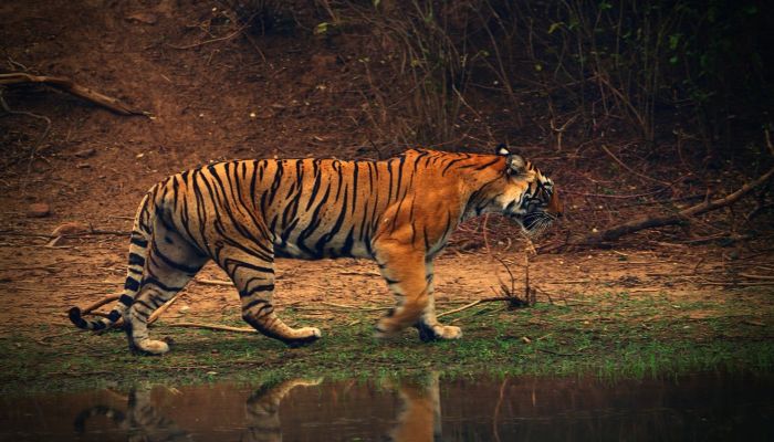 tamil-nadu-tigers
