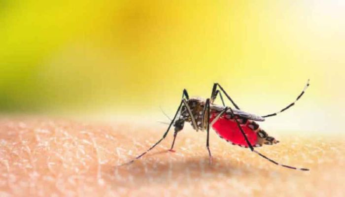 Dengue-cases-rise-in-chhattisgarh