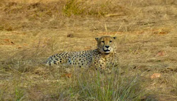 Kuno Cheetah Death