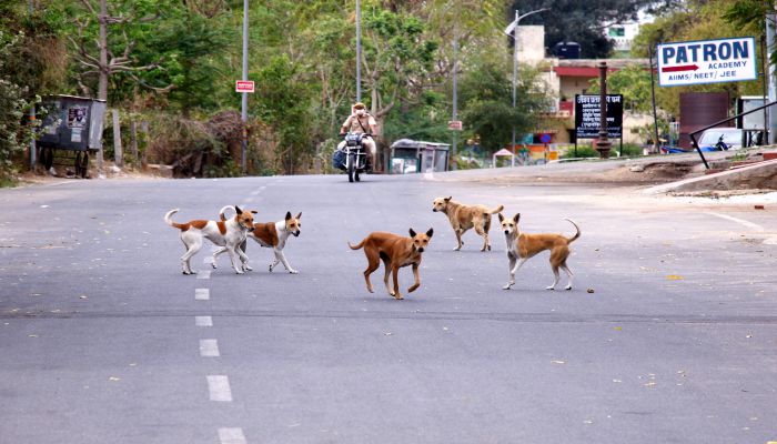 sc-will-issue-guidelines-on-the-issue-of-stray-dogs