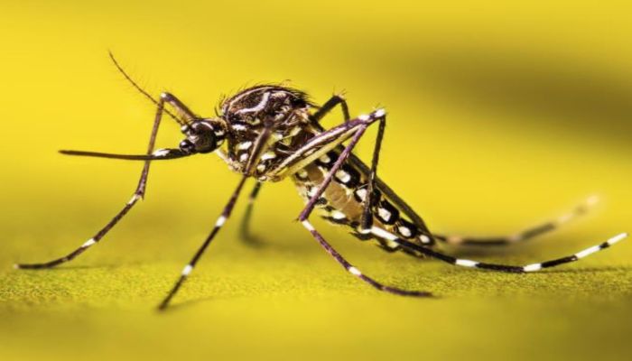 dengue-cases-rise-in-jharkhand