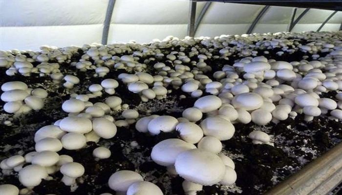 mushroom-farming