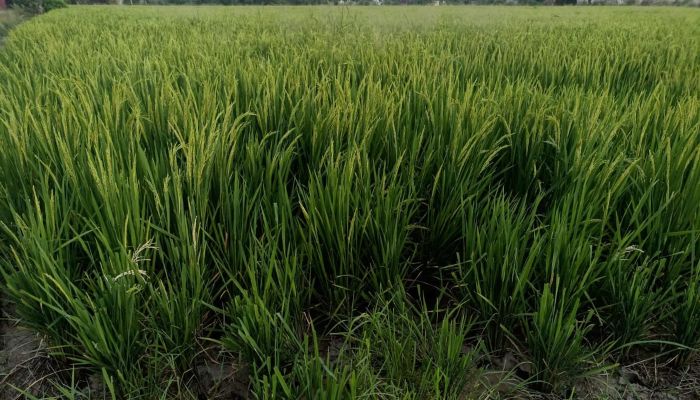 paddy-crop