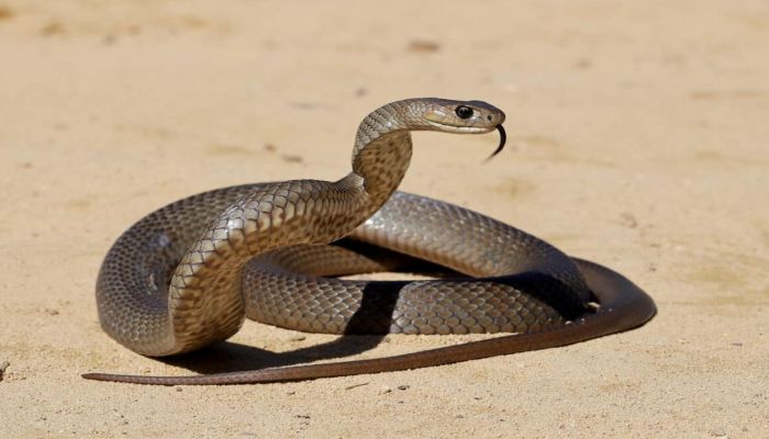 snake-train-jhansi