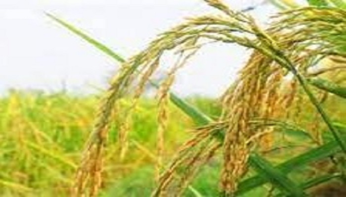 Bihar Marcha paddy gets GI tag hope increase farmers income