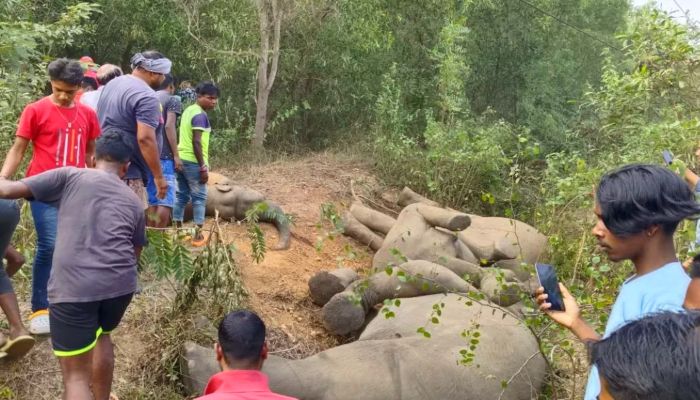 Jharkhand-Elephant-Death