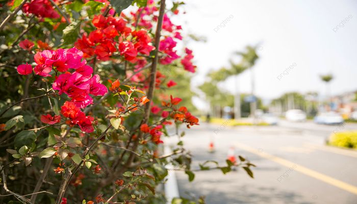 flowering on road
