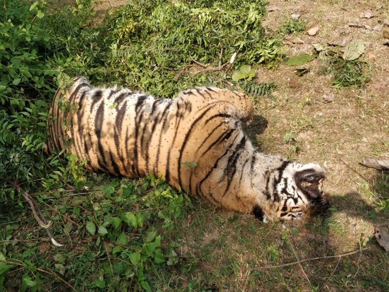 bengal-tiger