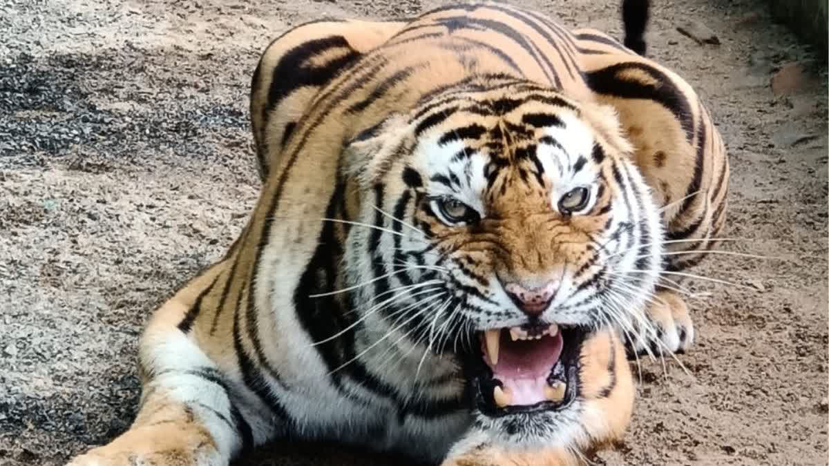 bengal-tigers 