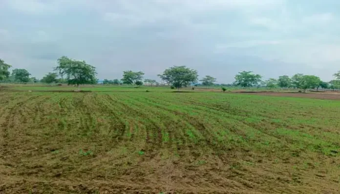 due-to-lack-of-rain-agriculture-