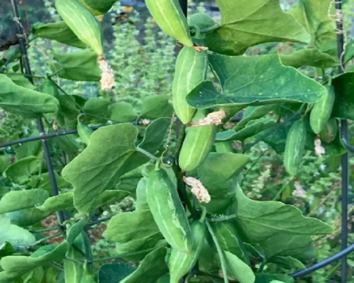 ivy gourd