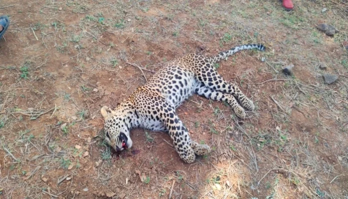 Leopard-attacks-forest-ranger-later-dies-bhilwara