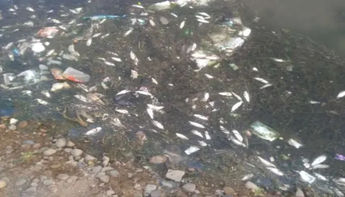 fire-rained-from-the-sky-in-banda-thousands-of-fish-died