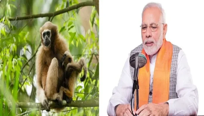 pm-modi-mann-ki-baat-hoolock-gibbons