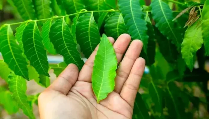 benefits-of-neem