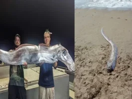 oarfish-spotted-in-australia