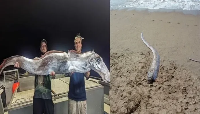 oarfish-spotted-in-australia