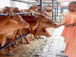 government-is-giving-grants-for-cow-rearing