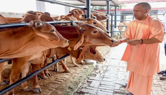 government-is-giving-grants-for-cow-rearing