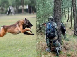 army-dog-phantom-martyred