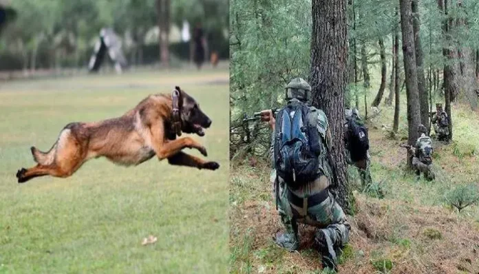 army-dog-phantom-martyred