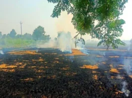 haryana-stubble-burning-order-spells-trouble-farmers-2024